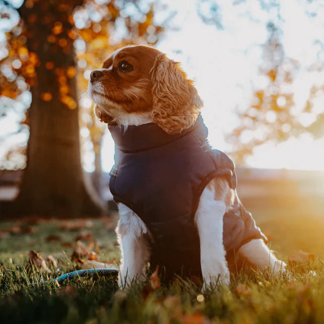3-In-1 Waterproof and Wind-Resistant Winter Dog Jacket