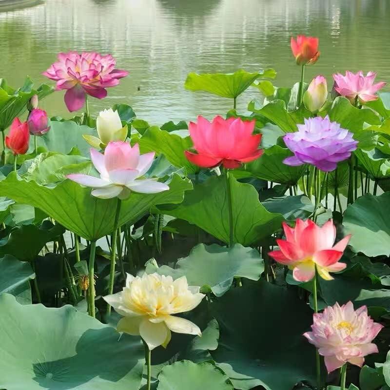 Bonsai Lotus Seeds – 10 Assorted Water Lotus Seeds for Water Gardens and Indoors