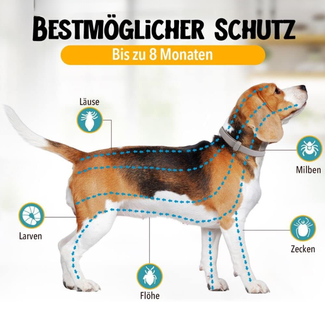 Natural Flea and Tick Protection for Dogs