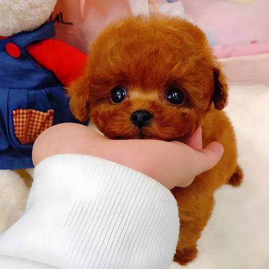 2.0 Realistic Pet Toy