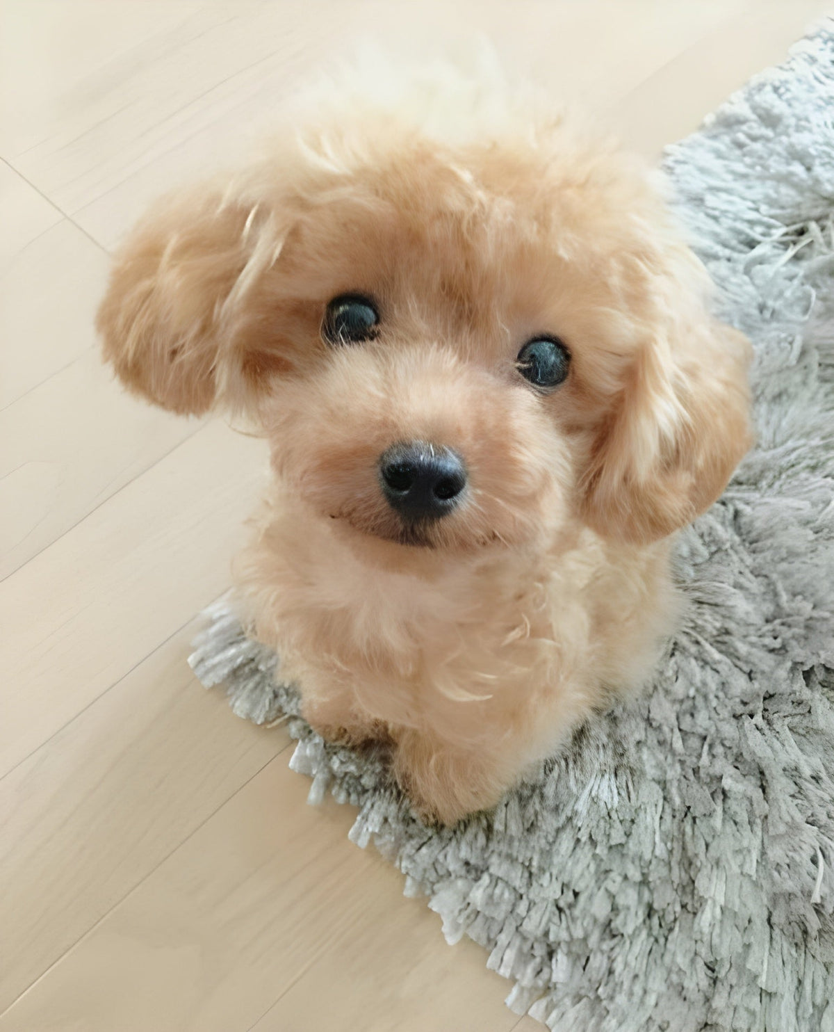 2.0 Realistic Pet Toy