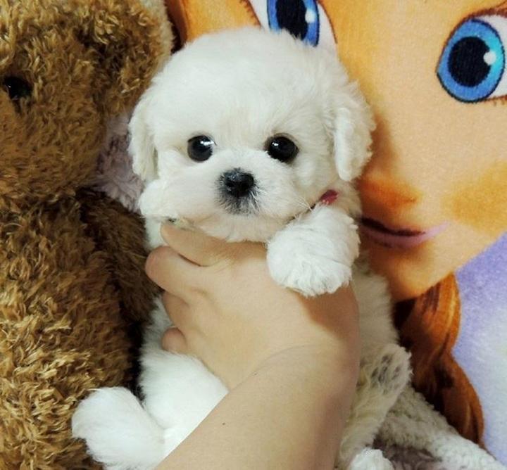 2.0 Realistic Pet Toy