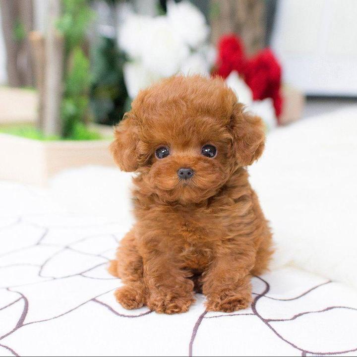2.0 Realistic Pet Toy
