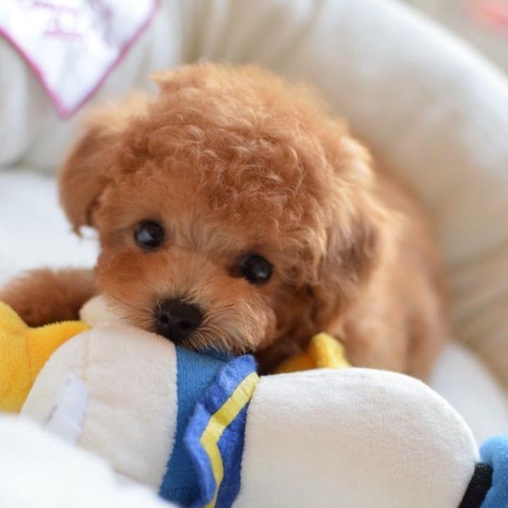 2.0 Realistic Pet Toy