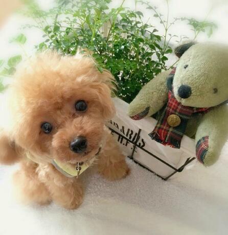 2.0 Realistic Pet Toy