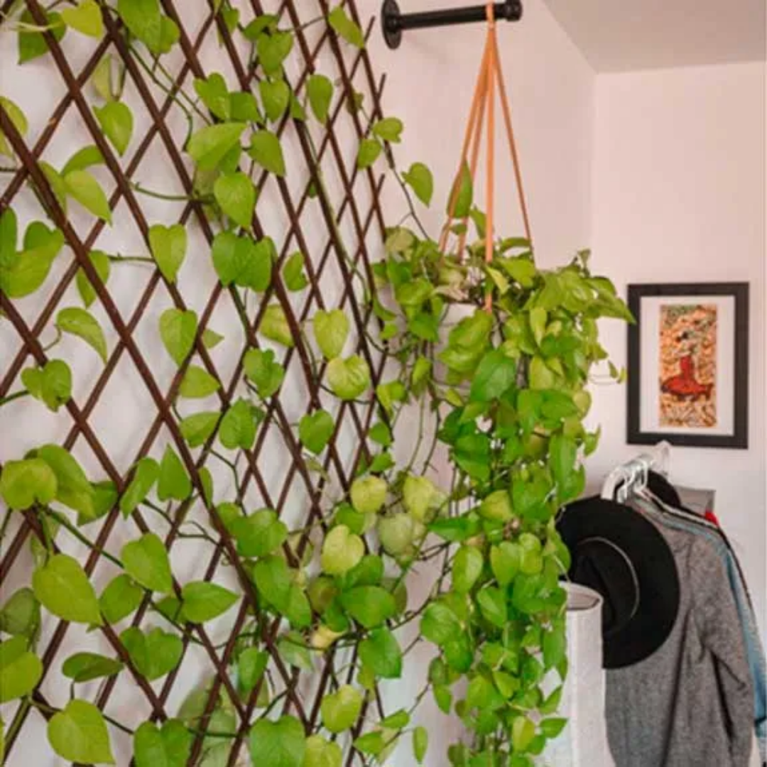 Artificial Ivy Privacy Hedge in Green for Immediate Privacy