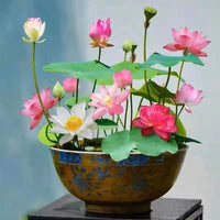 Bonsai Lotus Seeds – 10 Assorted Water Lotus Seeds for Water Gardens and Indoors