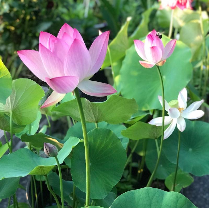 Bonsai Lotus Seeds – 10 Assorted Water Lotus Seeds for Water Gardens and Indoors