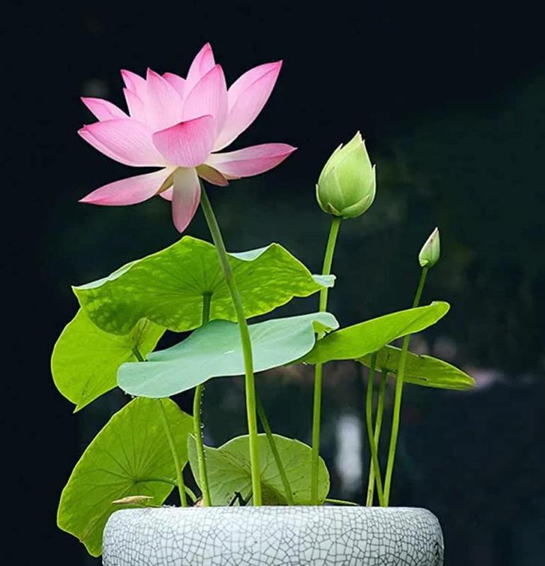 Bonsai Lotus Seeds – 10 Assorted Water Lotus Seeds for Water Gardens and Indoors