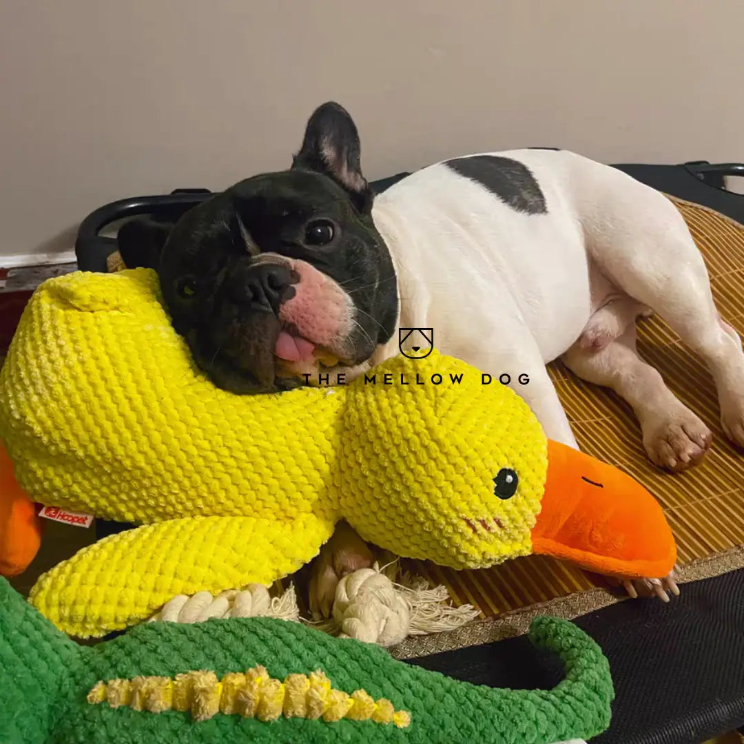 Calming Duck Toy for Dog Happiness and Well-Being