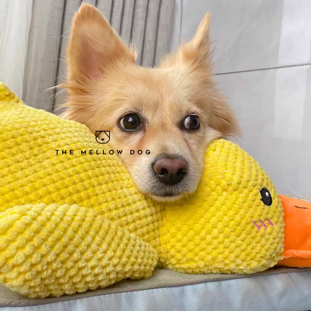 Calming Duck Toy for Dog Happiness and Well-Being