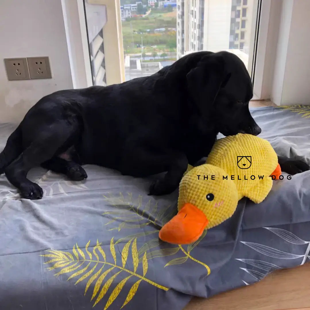 Calming Duck Toy for Dog Happiness and Well-Being
