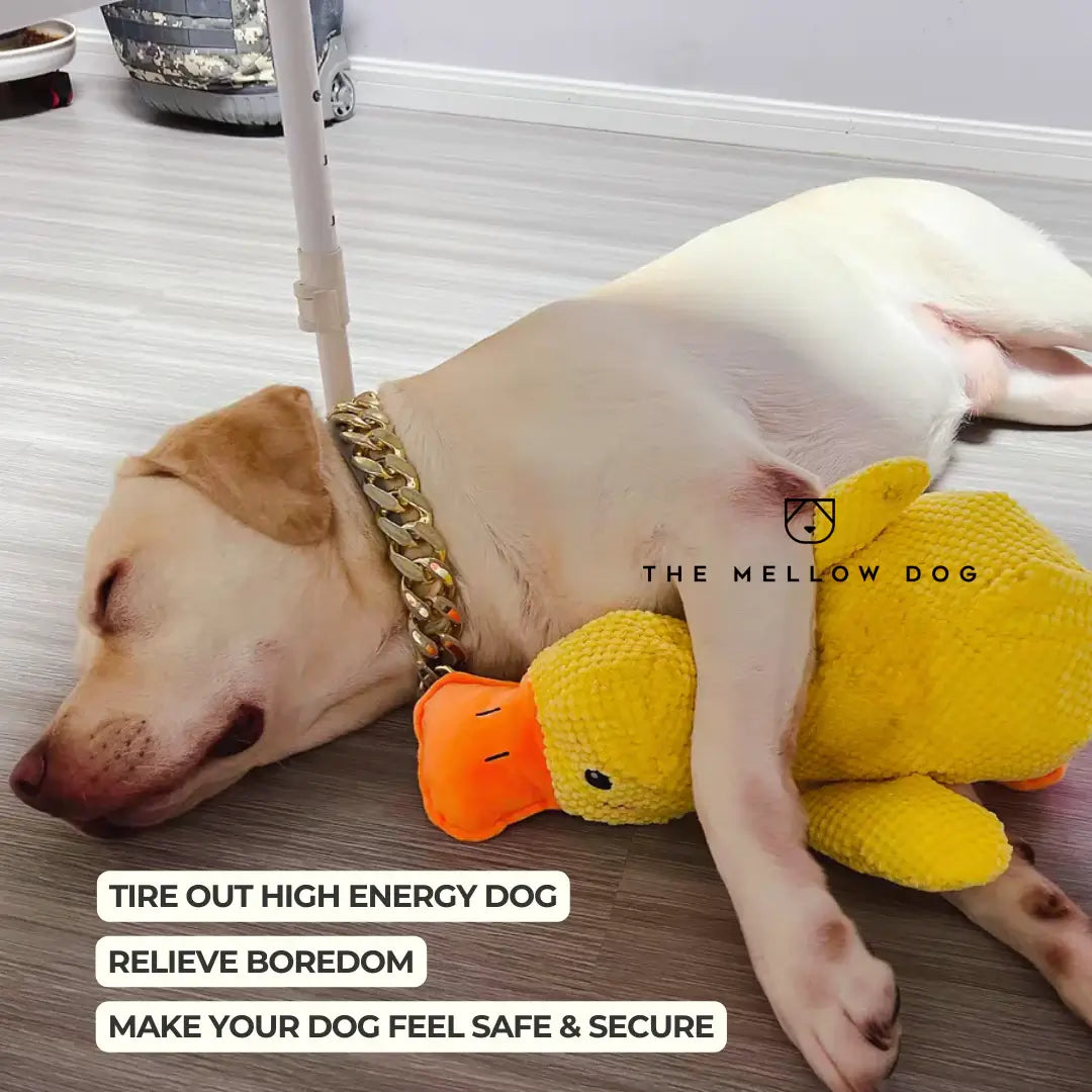 Calming Duck Toy for Dog Happiness and Well-Being