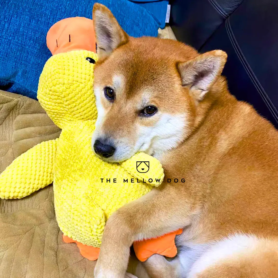 Calming Duck Toy for Dog Happiness and Well-Being