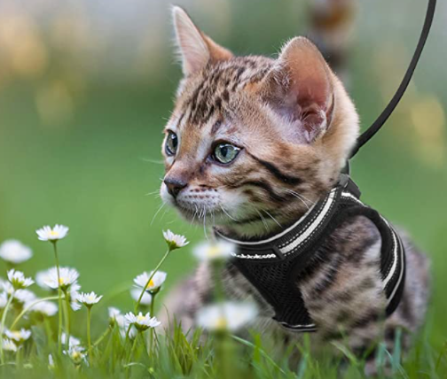 Cat Harness with Leash