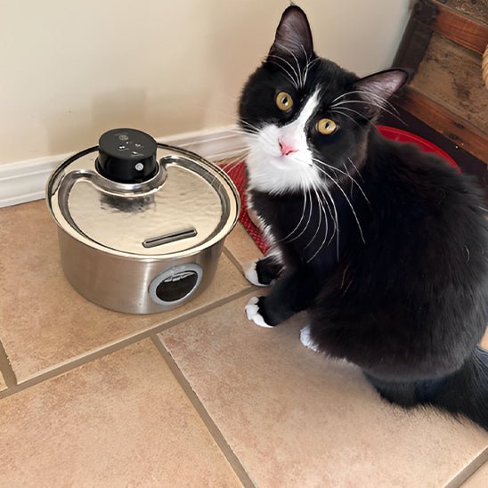 Cat Water Fountain | Wireless Fountain