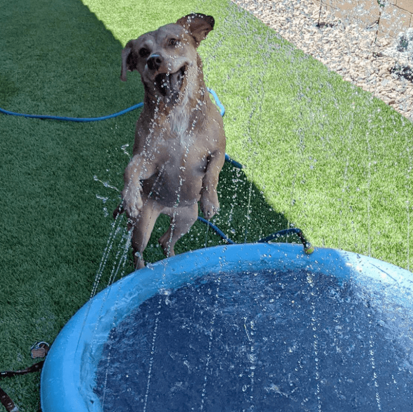 Dog Cooling Splash Pad – For Cooling Off and Playing in the Summer Heat