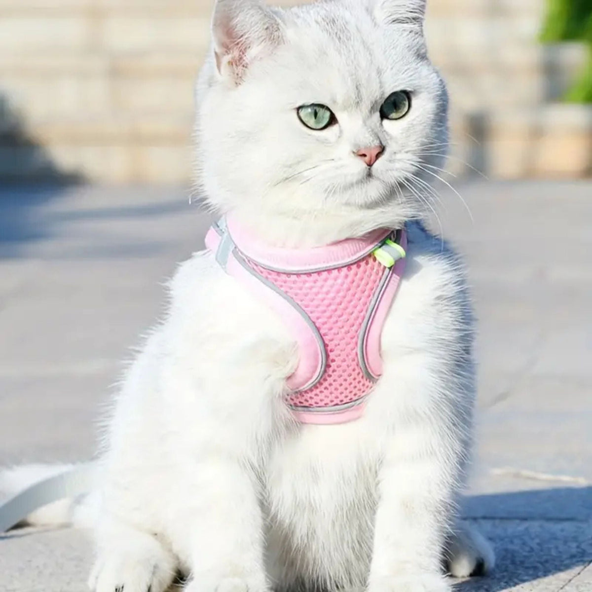 Escape-Proof Cat Harness | Explorer Harness