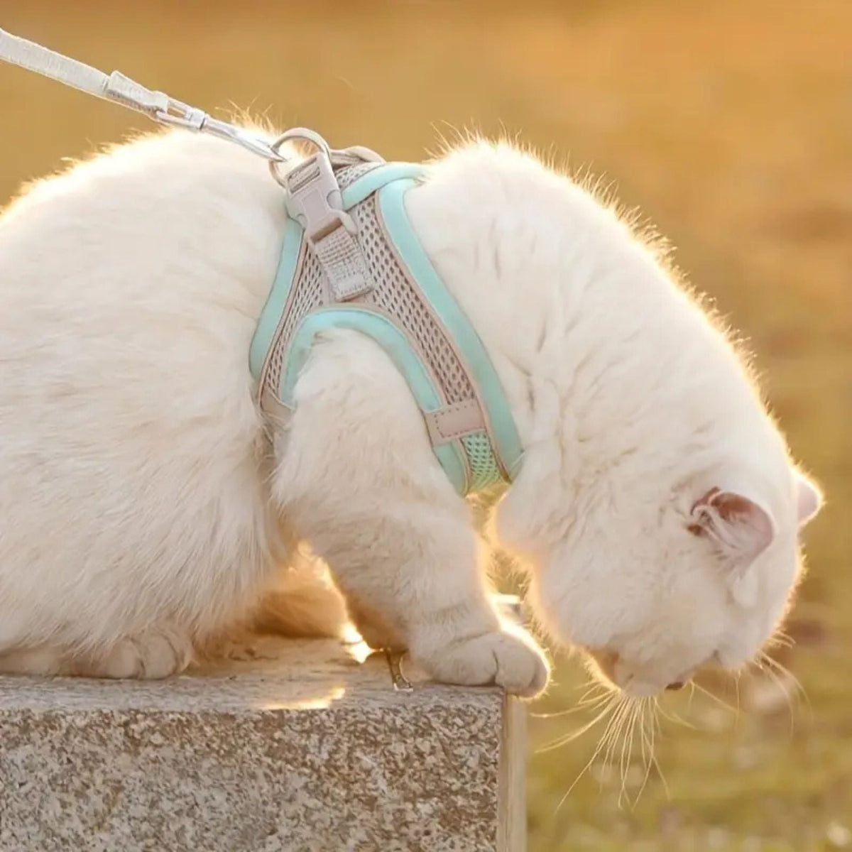 Escape-Proof Cat Harness | Explorer Harness