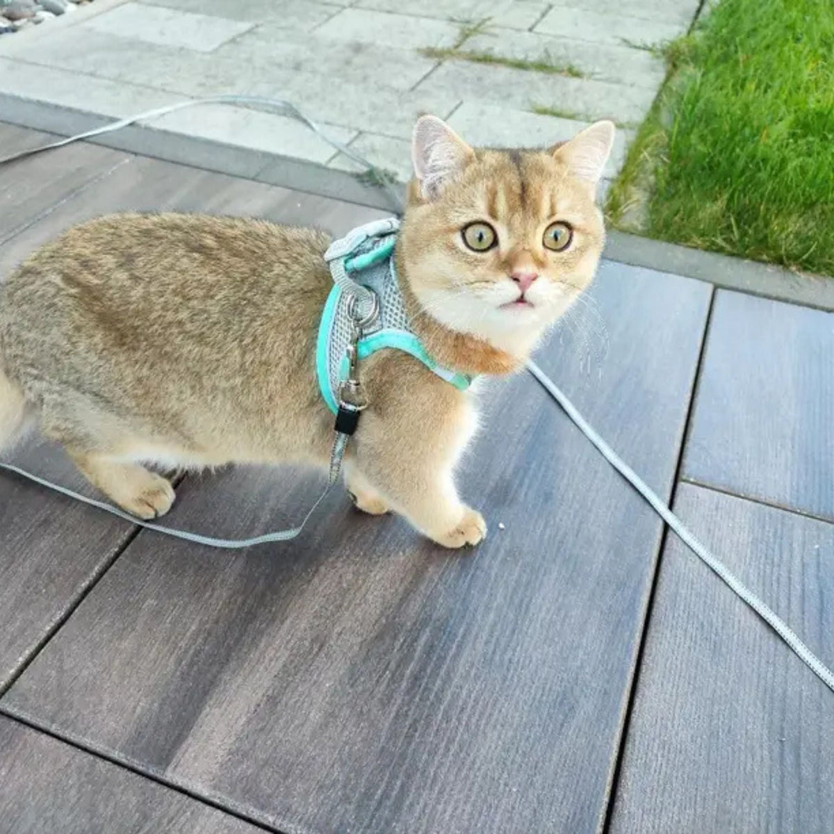 Escape-Proof Cat Harness | Explorer Harness