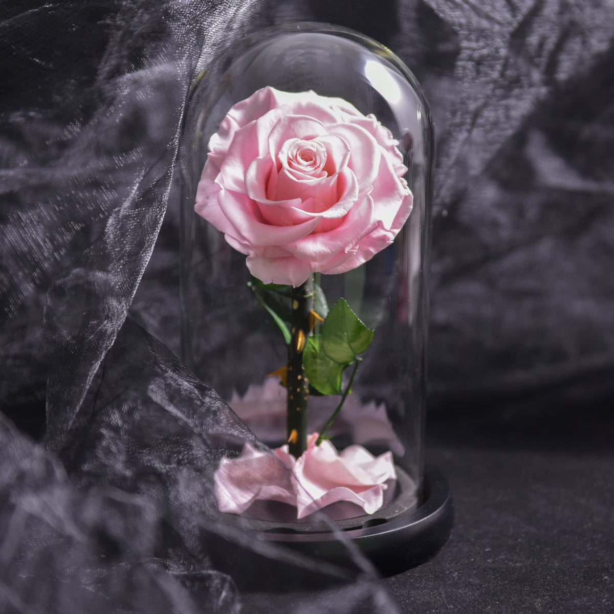 Eternal Rose in Glass Dome