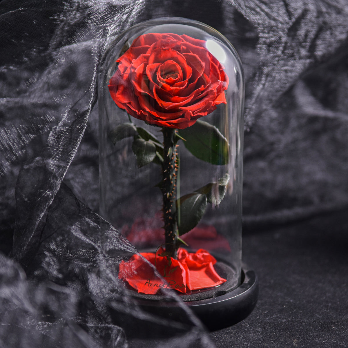 Eternal Rose in Glass Dome
