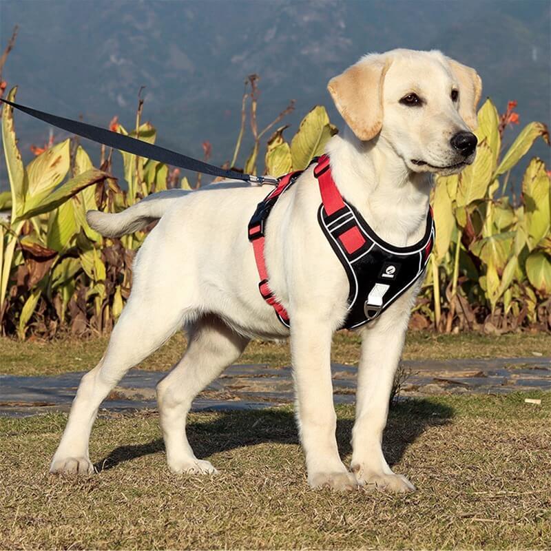 High-Quality No-Pull Dog Harness