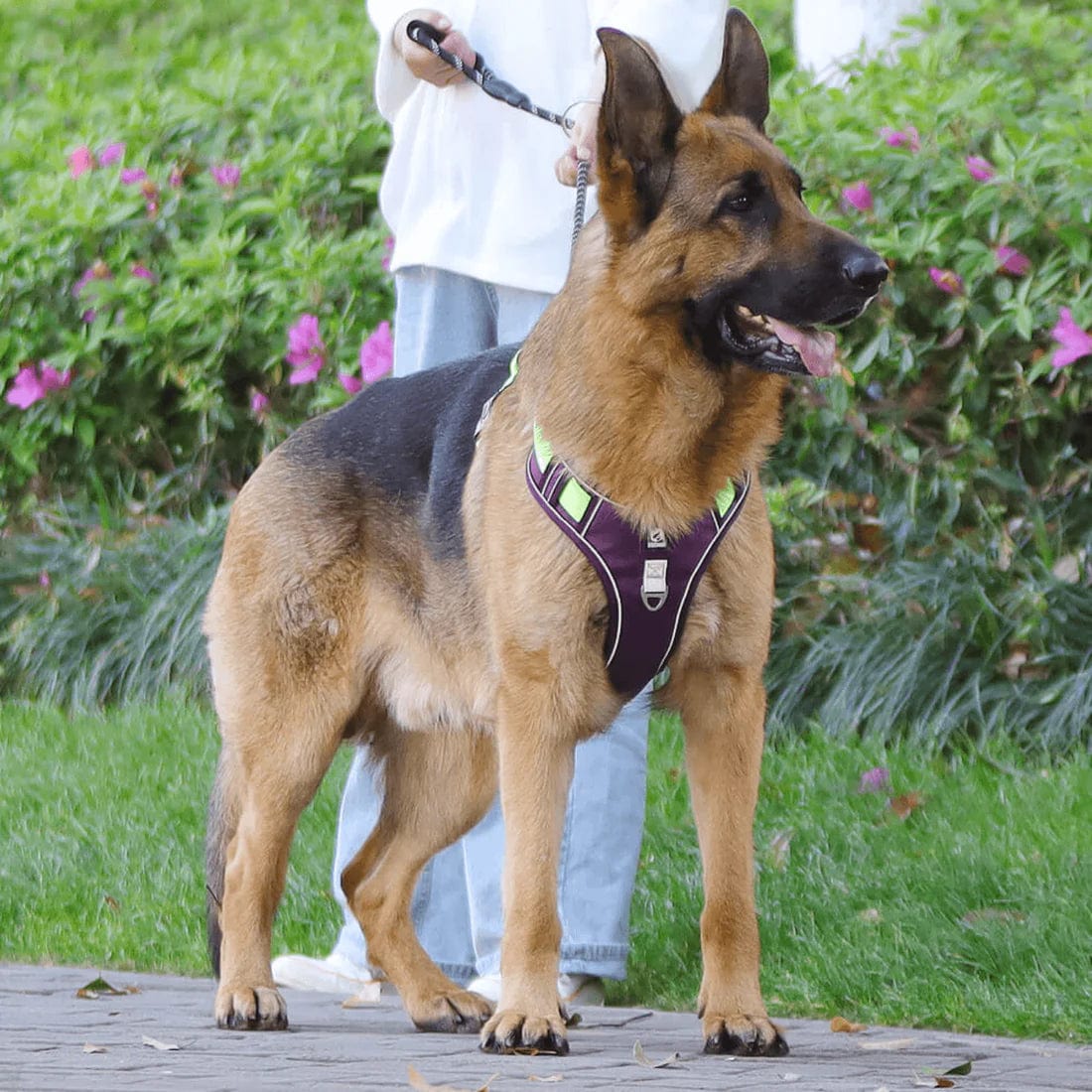 High-Quality No-Pull Dog Harness