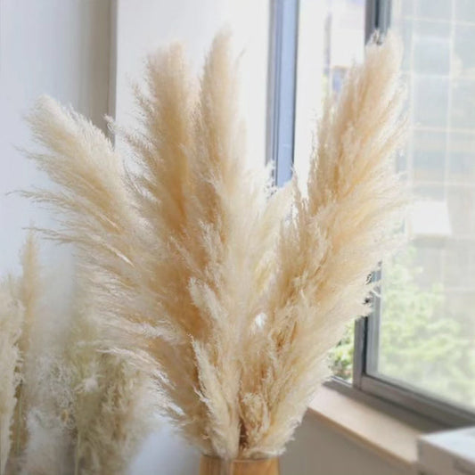 Large fluffy pampas grass