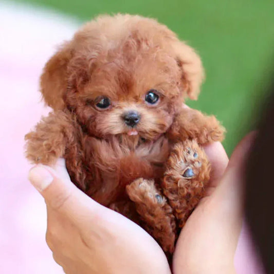 Smart Robot Puppy Dog for Children and Seniors