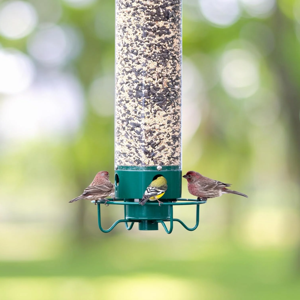 Squirrel-Proof Metal Hanging Tube Bird Feeder for Garden and Outdoor Use