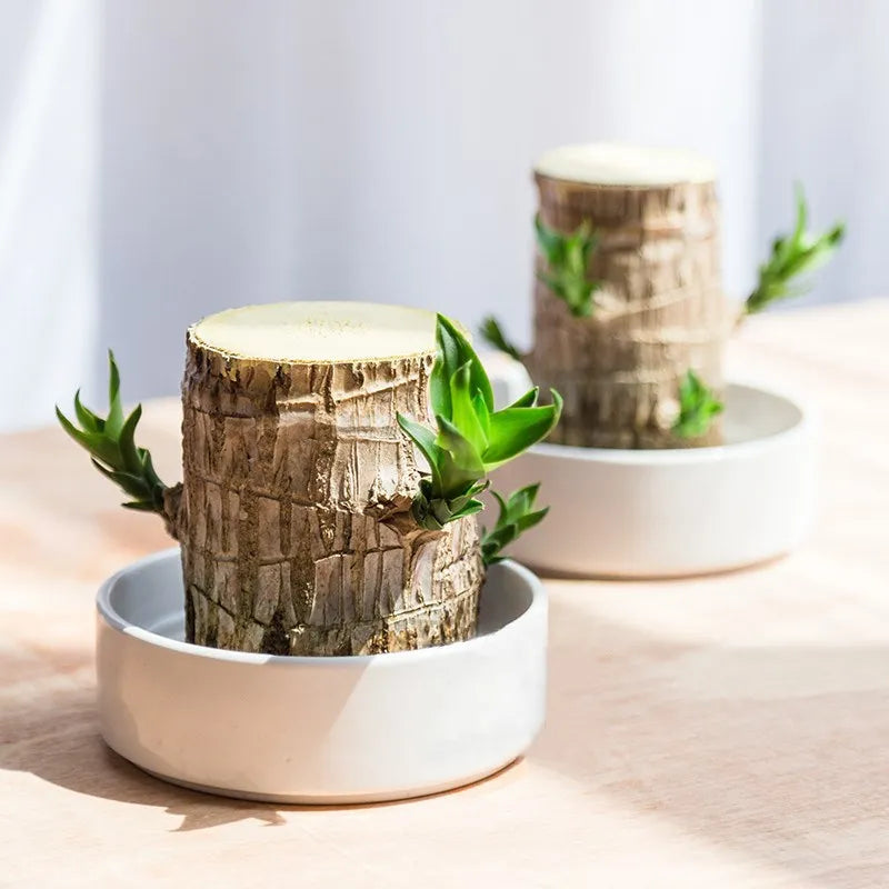 Terrarium Lucky Wood Plant