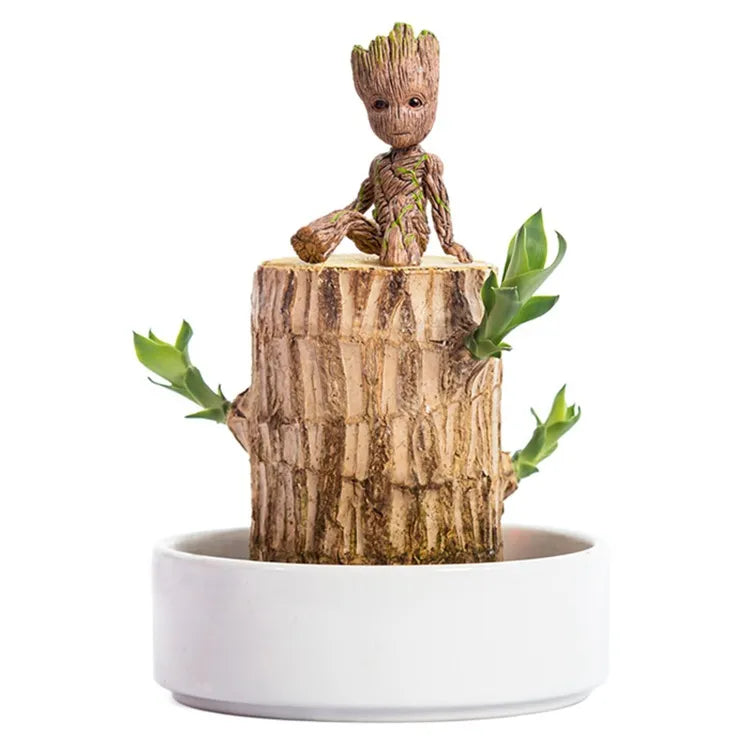 Terrarium Lucky Wood Plant