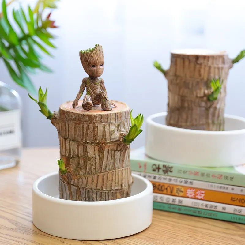 Terrarium Lucky Wood Plant