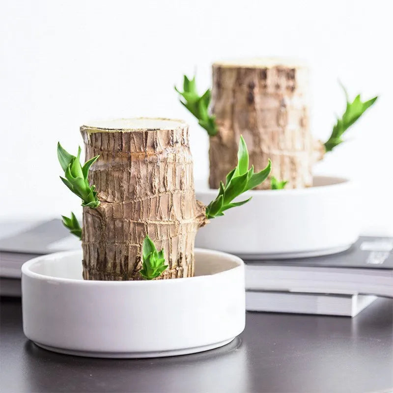 Terrarium Lucky Wood Plant