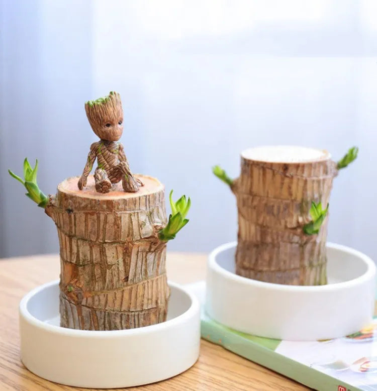 Terrarium Lucky Wood Plant