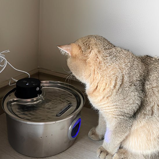 Wireless Cat Water Fountain | Battery-Operated Hydration
